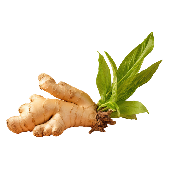 Ginger