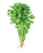 Coriander - Vegetables - east indian supermarket